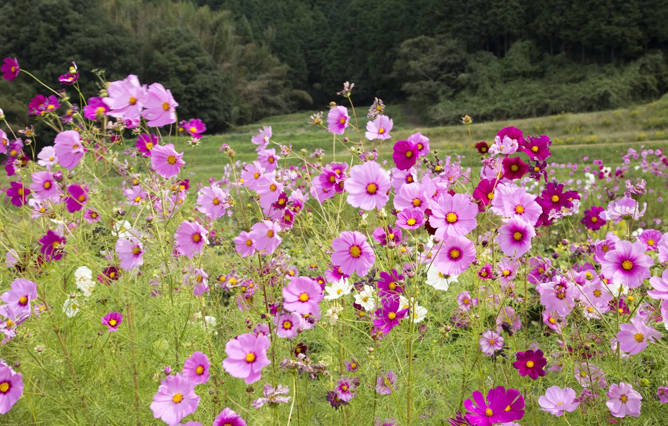 Photo wallpaper field, nature, petals, kosmeya