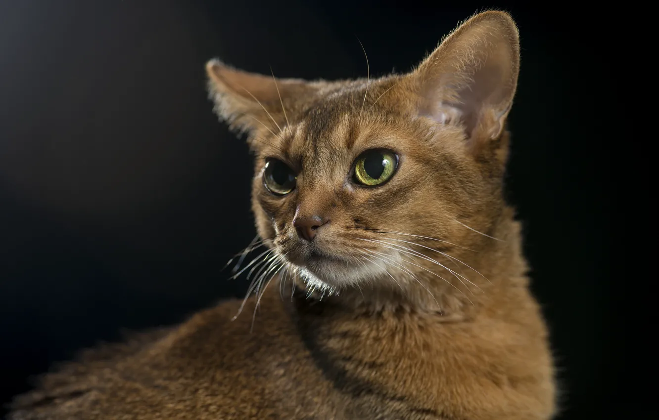 Photo wallpaper cat, cat, look