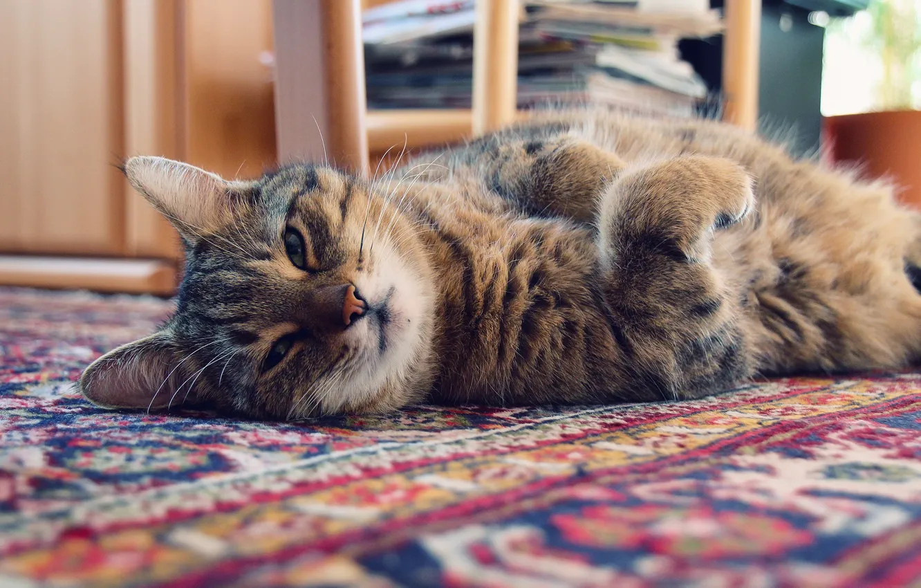 Photo wallpaper cat, cat, light, home, Mat, Kote