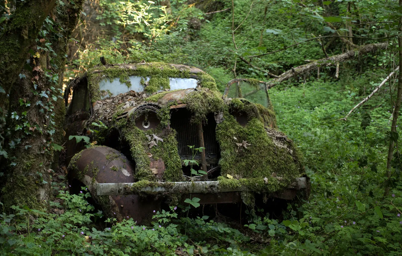 Photo wallpaper machine, moss, scrap