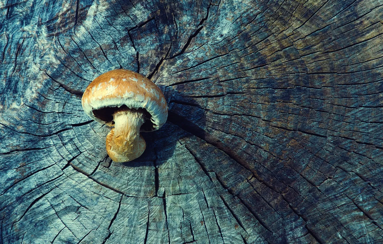 Photo wallpaper wood, tree, mushroom