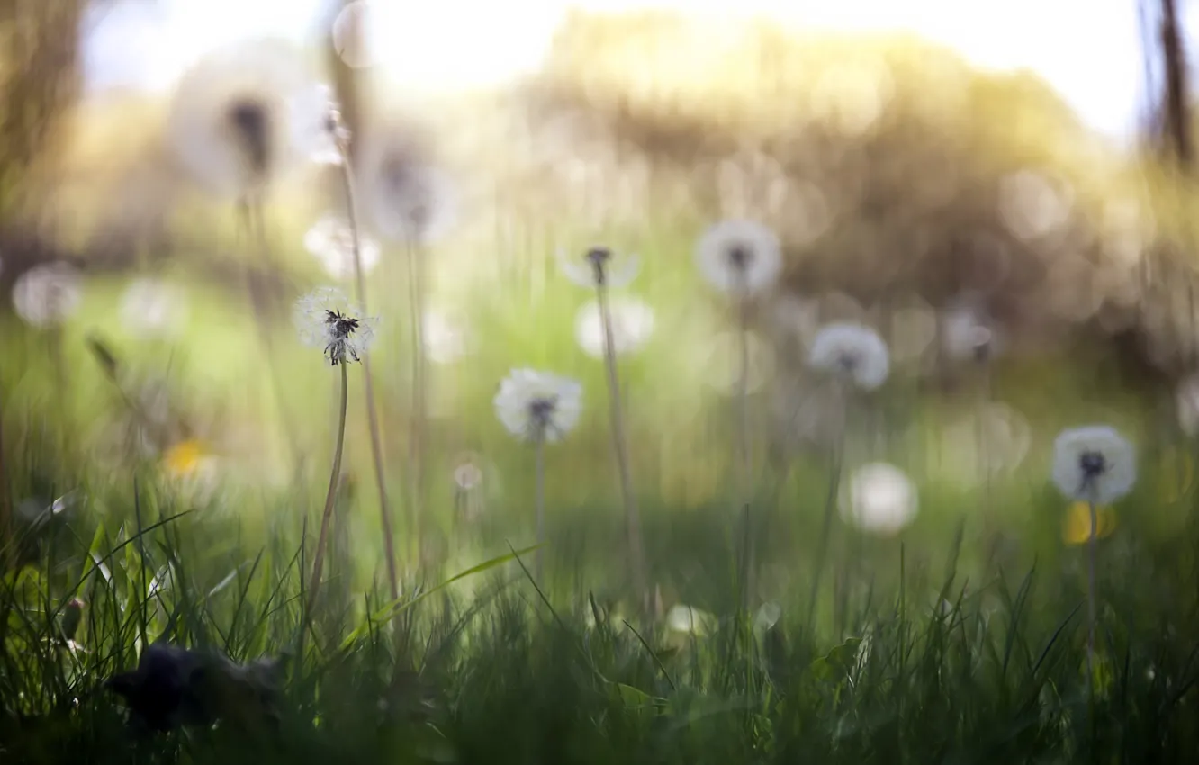 Photo wallpaper nature, dandelion, spring