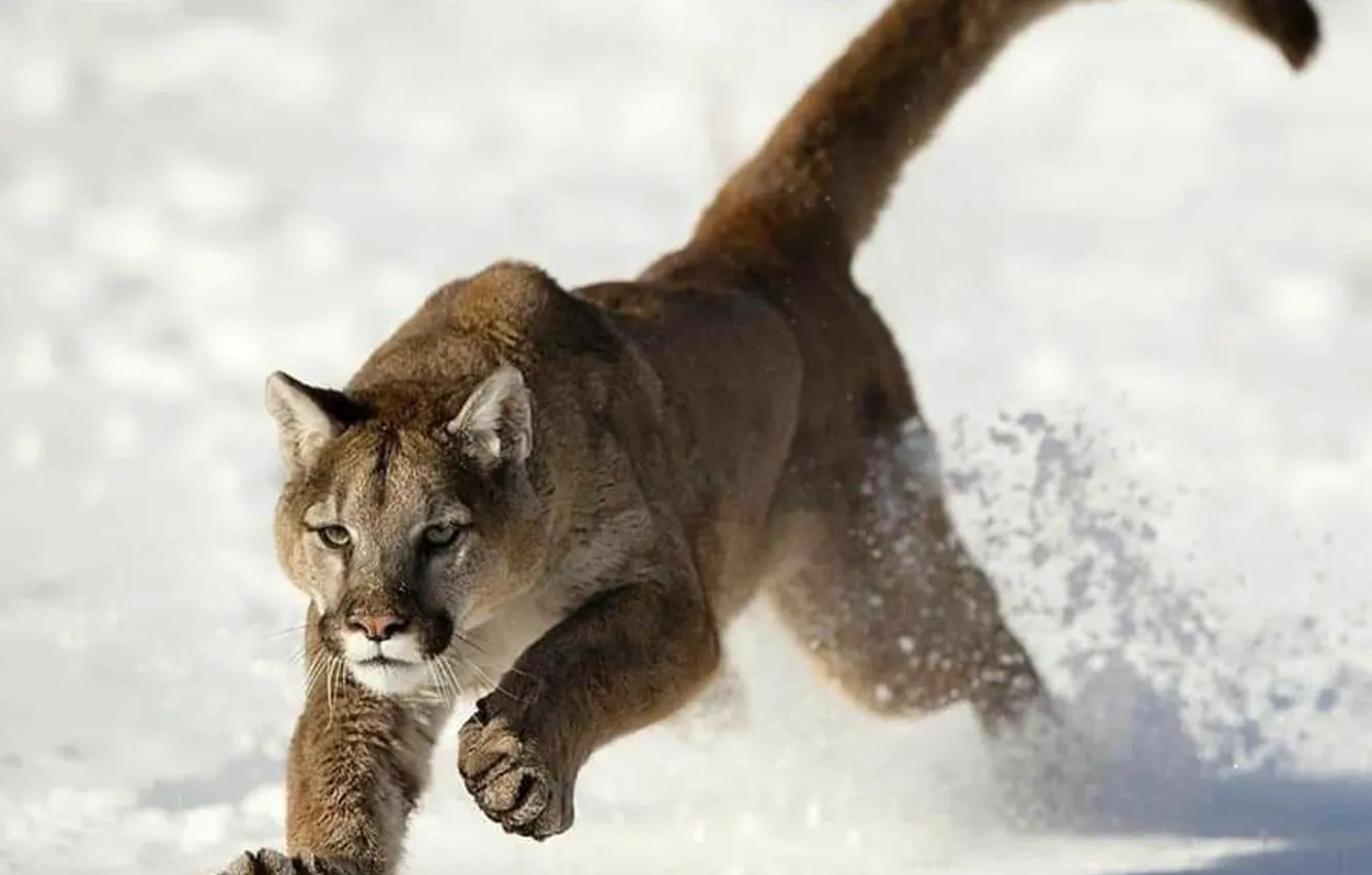 Wallpaper animal, wildlife, Puma, big cat for mobile and desktop ...