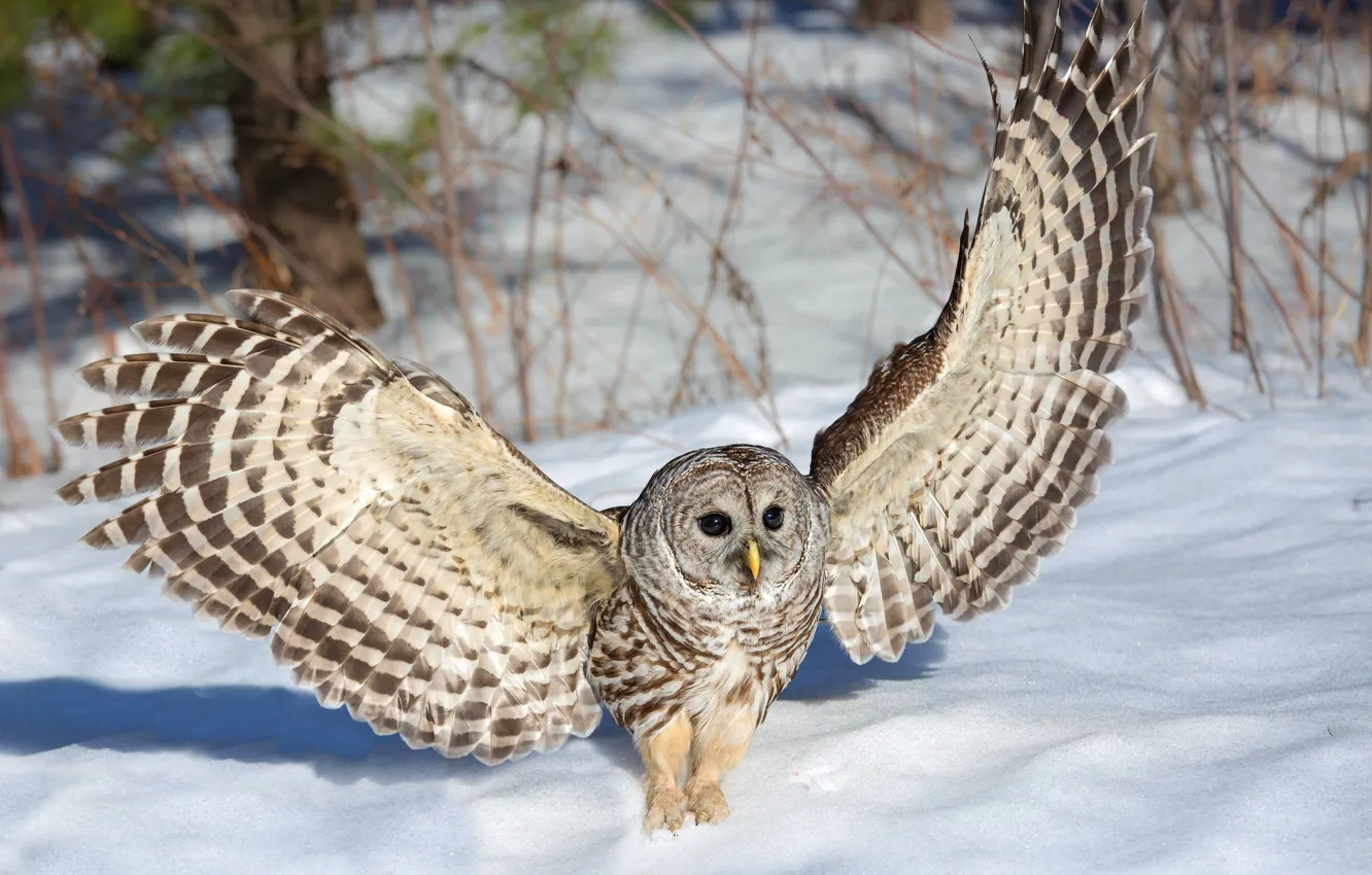 Photo wallpaper winter, owl, wings