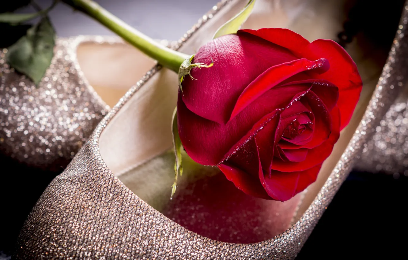 Photo wallpaper flowers, red, Shine, shoes, roses, shoes