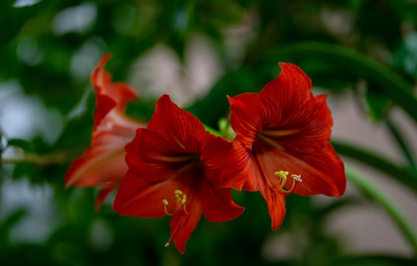 Photo wallpaper flowers, red, Amaryllis