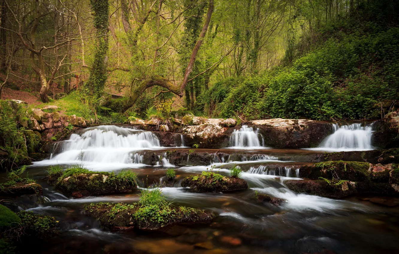 Photo wallpaper greens, forest, summer, leaves, trees, branches, nature, Park