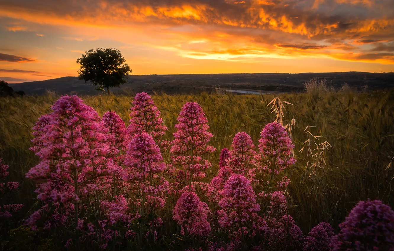 Photo wallpaper sunset, flowers, tree, meadow, Italy, Sicily