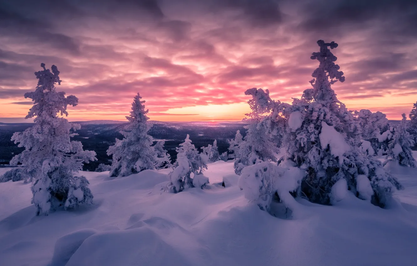Photo wallpaper winter, snow, ate, tree, Finland