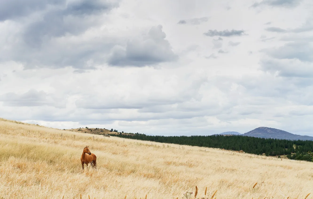 Photo wallpaper sky, field, clouds, fence, hill, horse, countryside, farm