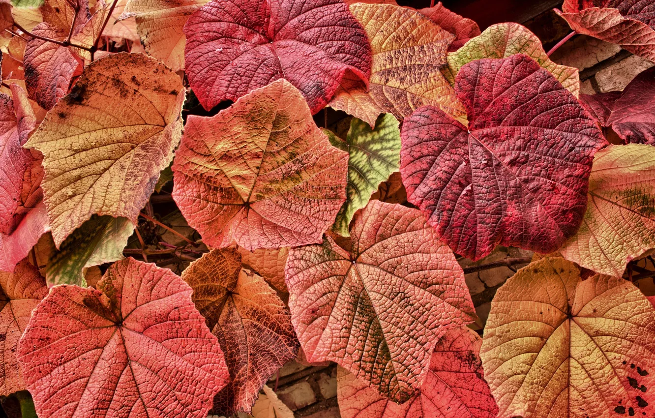 Photo wallpaper autumn, leaves, nature
