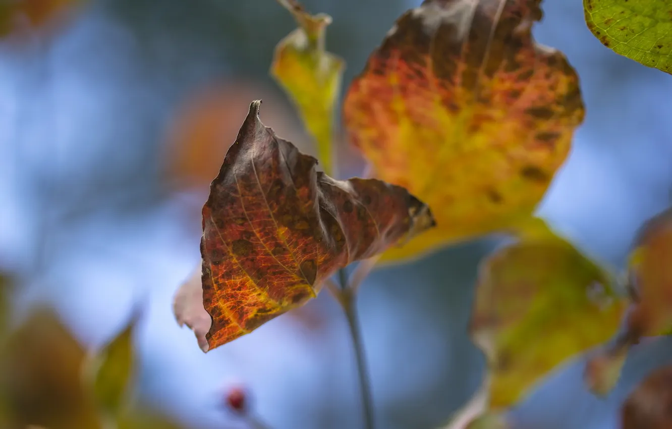 Photo wallpaper autumn, leaves, nature