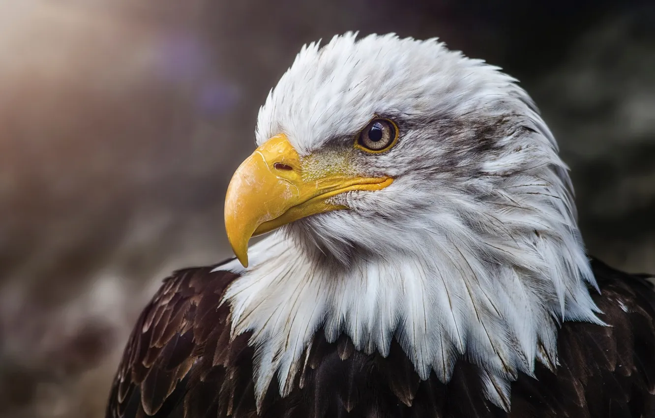 Photo wallpaper bird, portrait, bald eagle
