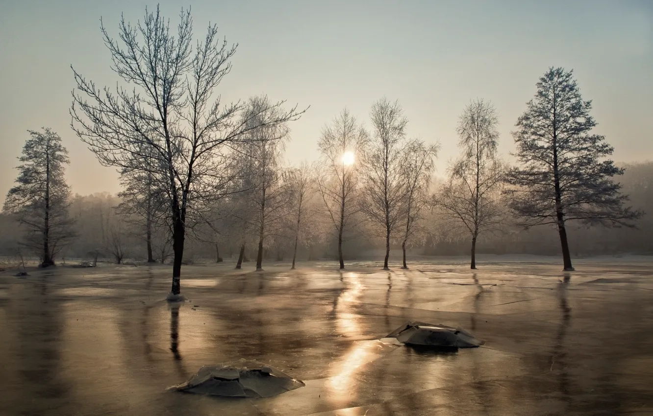 Photo wallpaper the sun, trees, ice, frost
