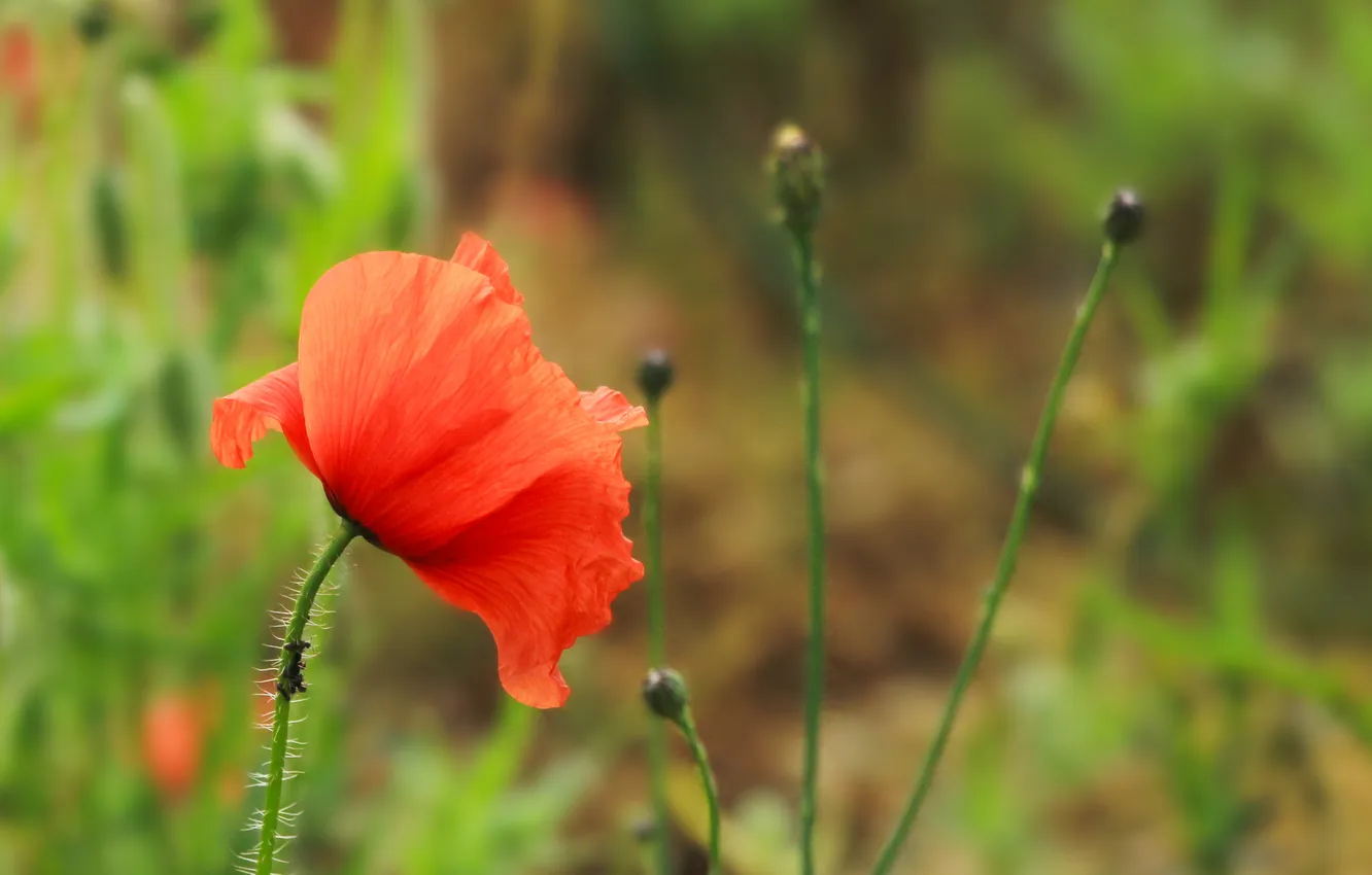 Photo wallpaper red, flower, poppy
