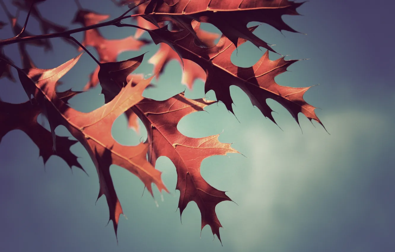 Photo wallpaper autumn, leaves, macro, photo, background, Wallpaper