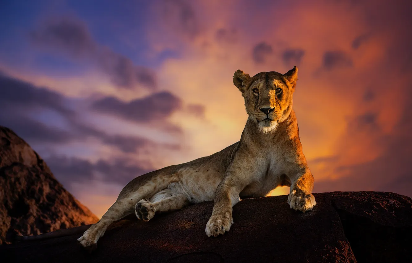 Photo wallpaper the sky, stone, lioness, sky, stone, lioness, Jie Fischer