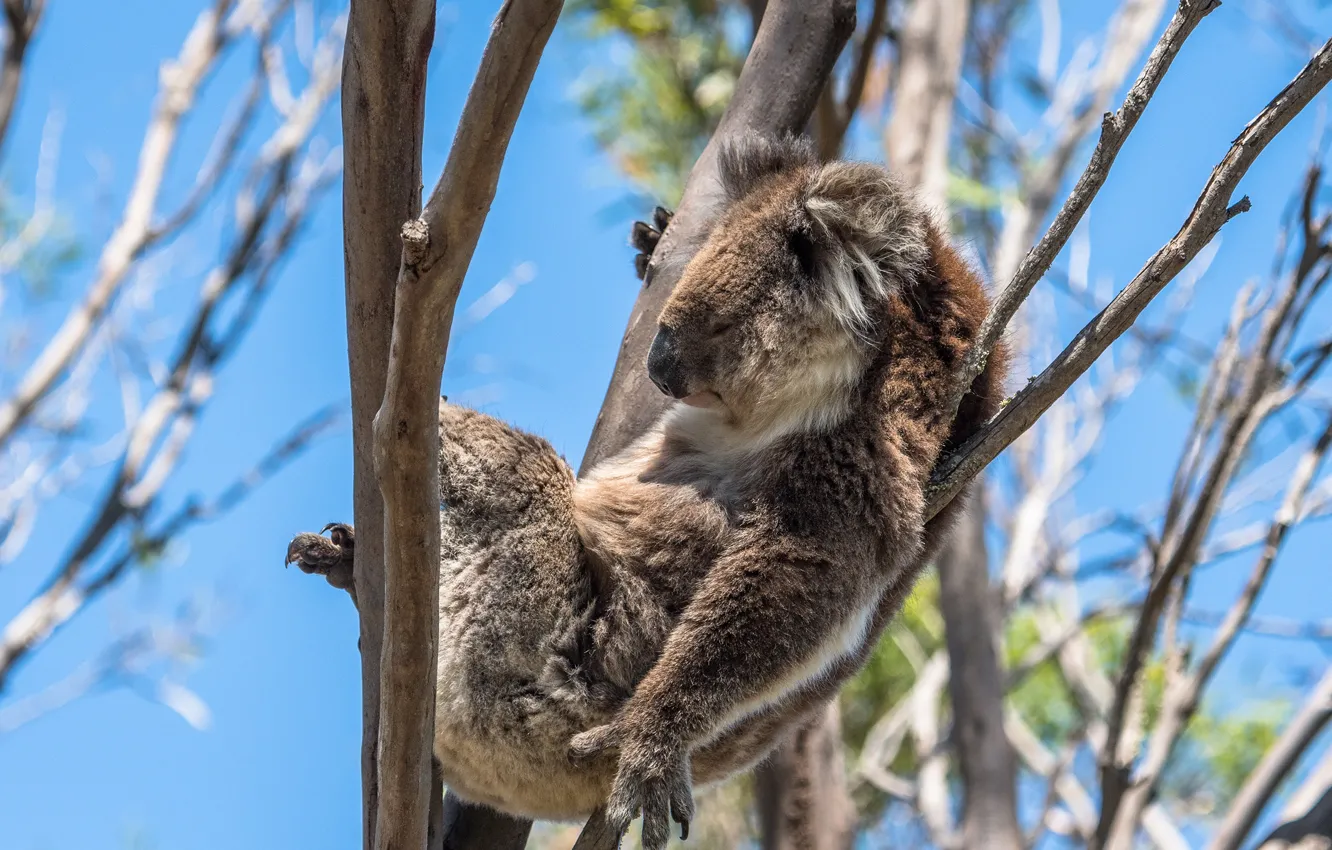 Photo wallpaper the sun, branches, sleeping, lies, on the tree, bokeh, Koala
