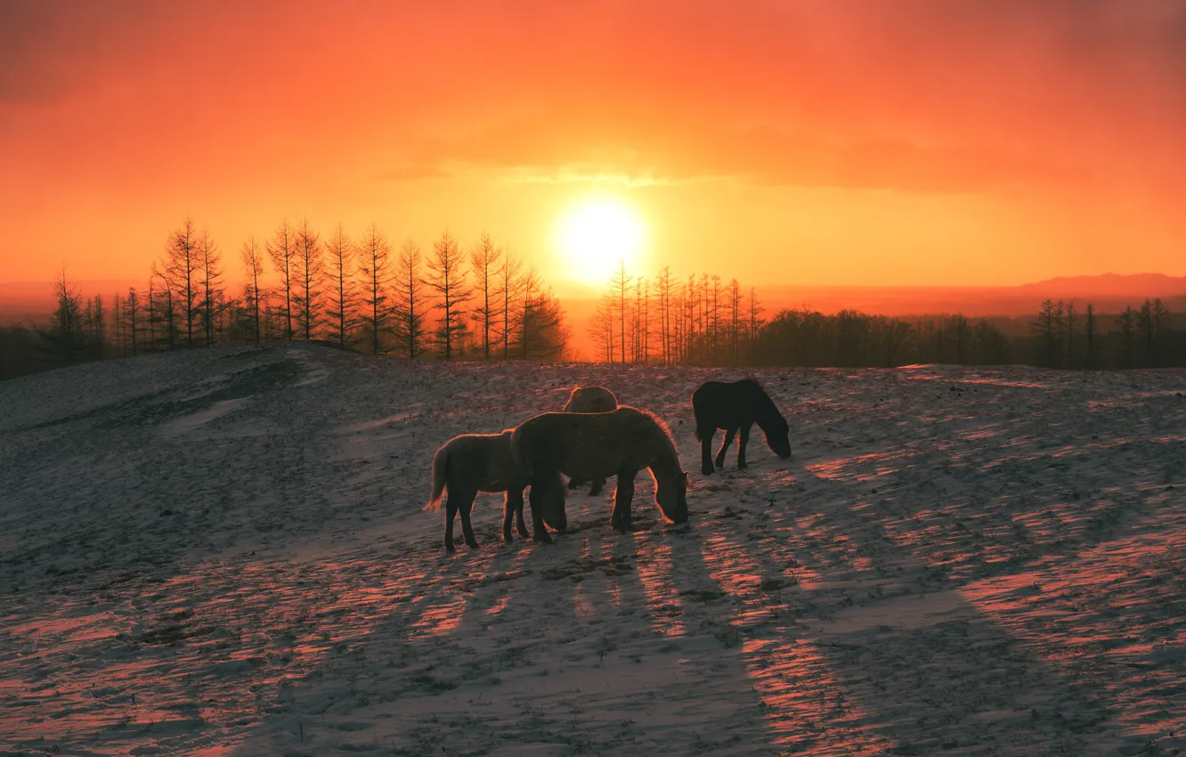 Photo wallpaper winter, field, forest, the sun, light, snow, sunset, horse