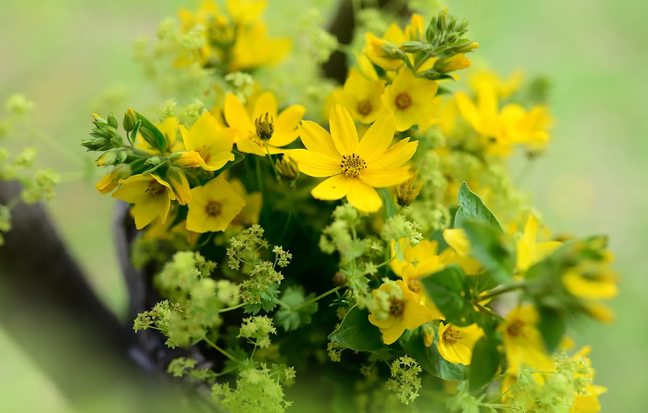 Photo wallpaper flowers, bouquet, yellow, bokeh, cosmos