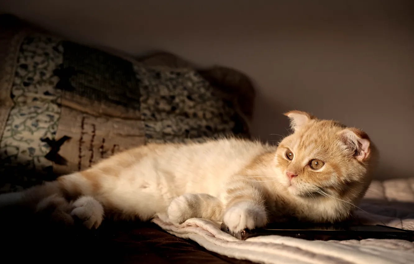 Photo wallpaper cat, cat, look, light, stay, pillow, fold, bed