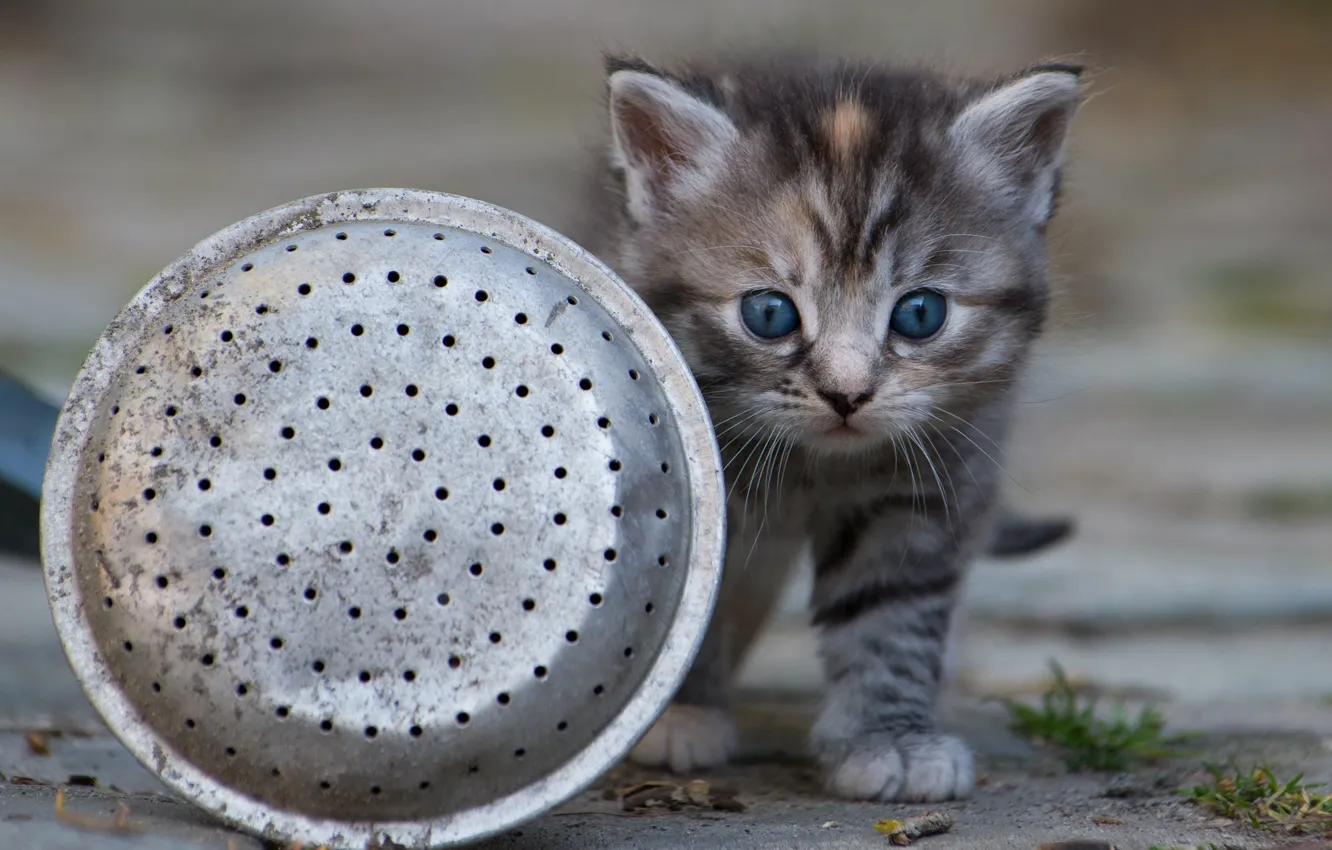 Photo wallpaper cat, look, pose, grey, baby, dishes, walk, kitty