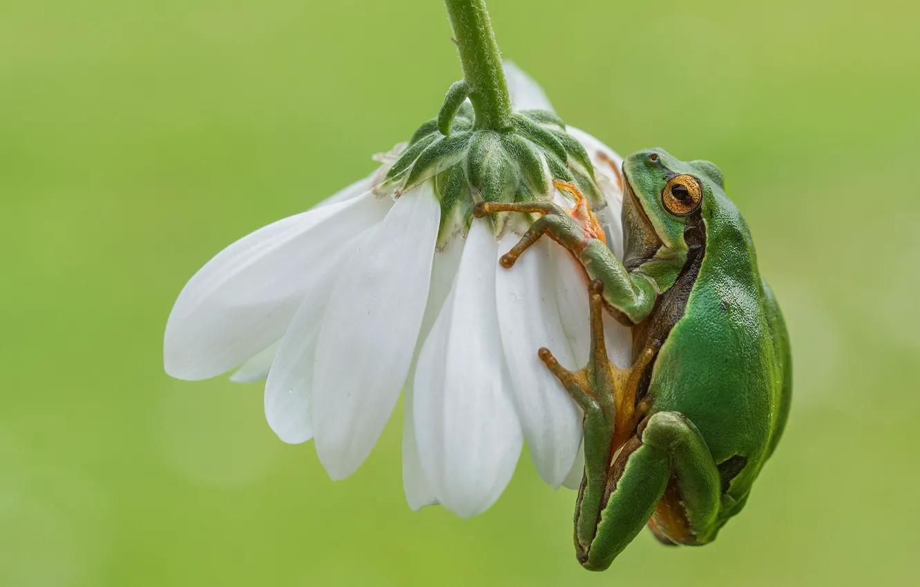 Photo wallpaper flower, background, frog
