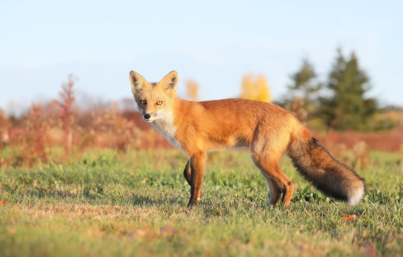 Photo wallpaper field, autumn, look, light, glade, Fox