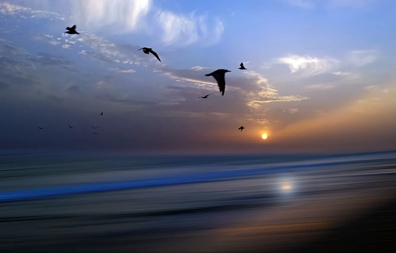 Photo wallpaper sea, night, bird