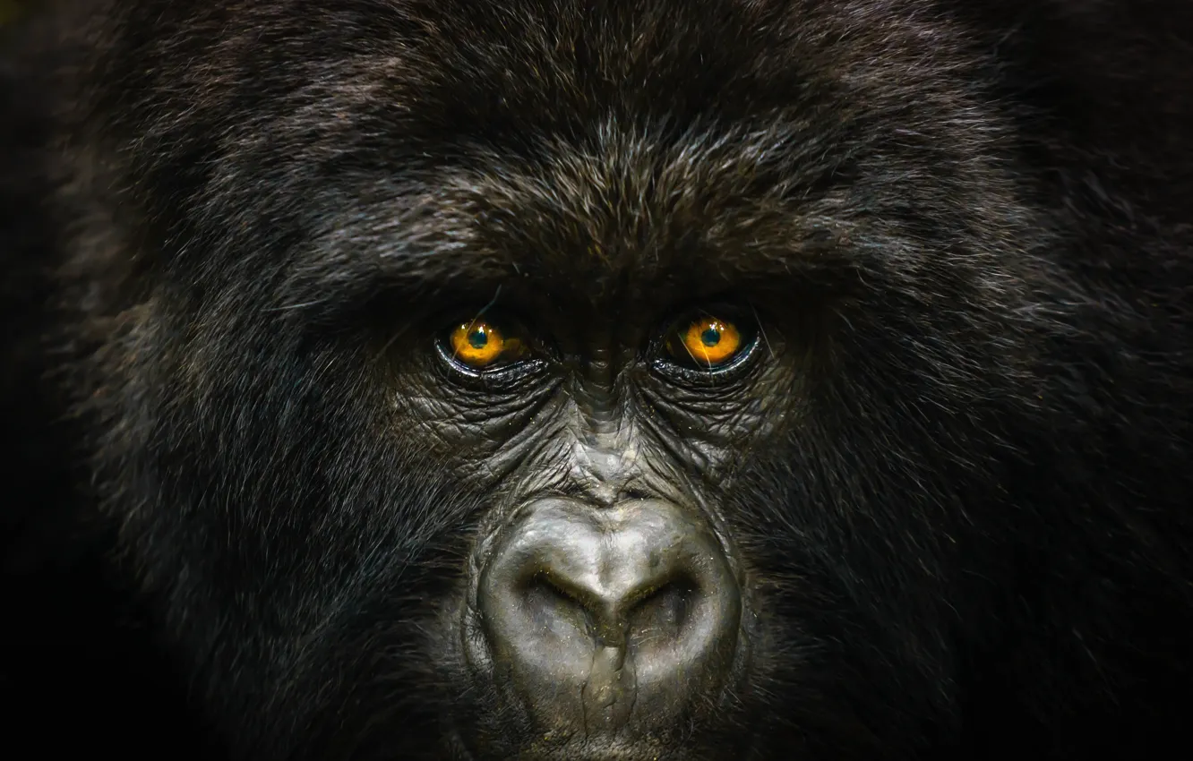 Photo wallpaper eyes, look, face, wool, monkey, gorilla, closeup