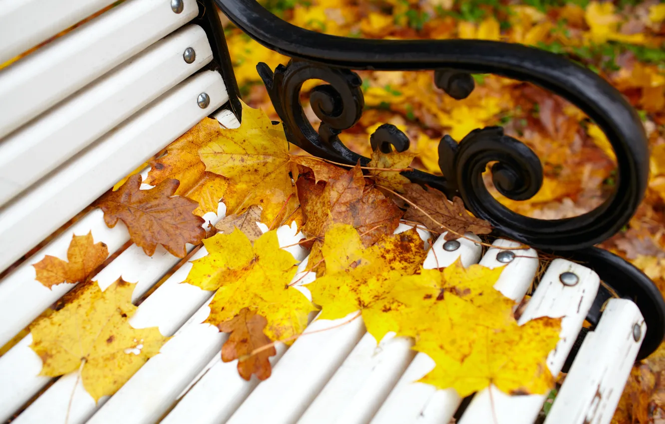 Photo wallpaper autumn, leaves, bench, Park, colorful, maple, park, autumn