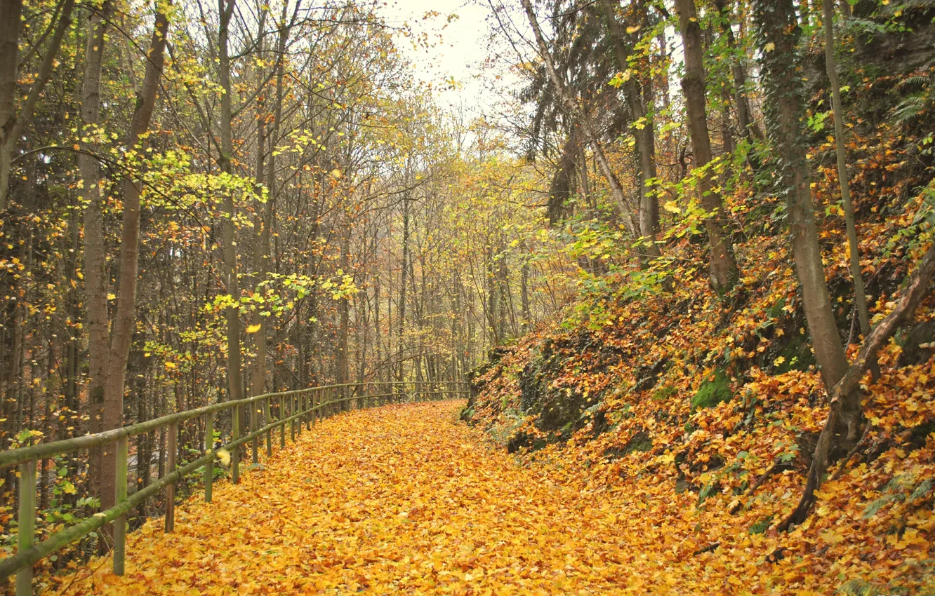 Photo wallpaper foliage, Autumn, track, alley, falling leaves, autumn, leaves, alley