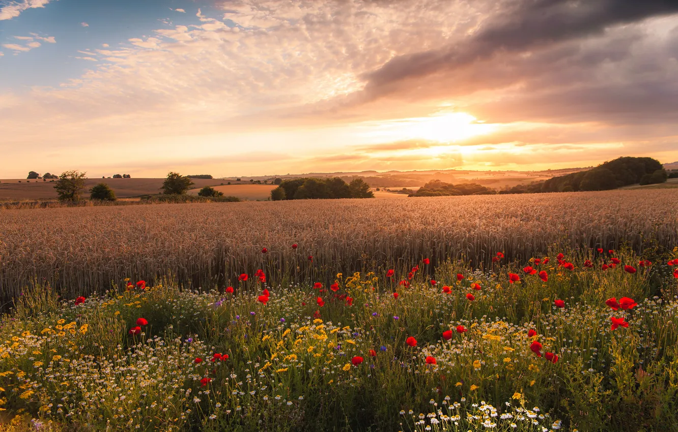 Photo wallpaper field, summer, the sky, flowers, nature, view, Maki, dal