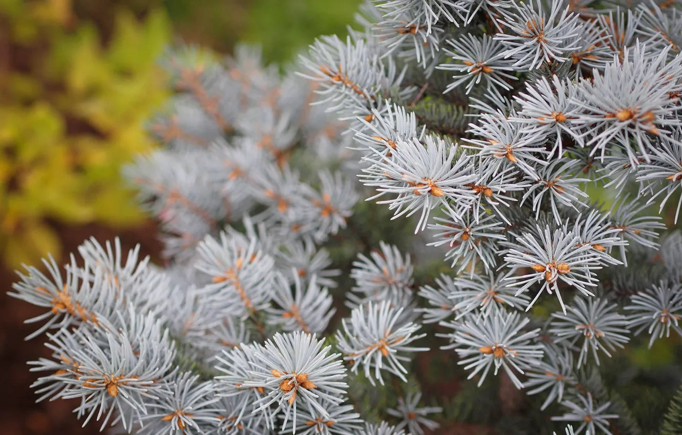 Photo wallpaper branches, nature, needles, kidney, coniferous, bokeh, blue spruce