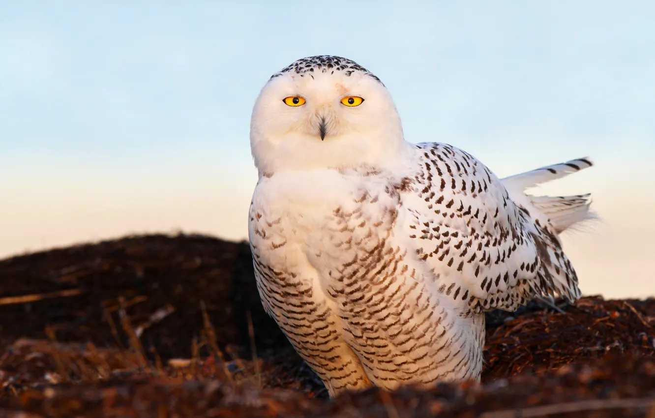 Photo wallpaper eyes, light, bird, Snowy owl, snow owl