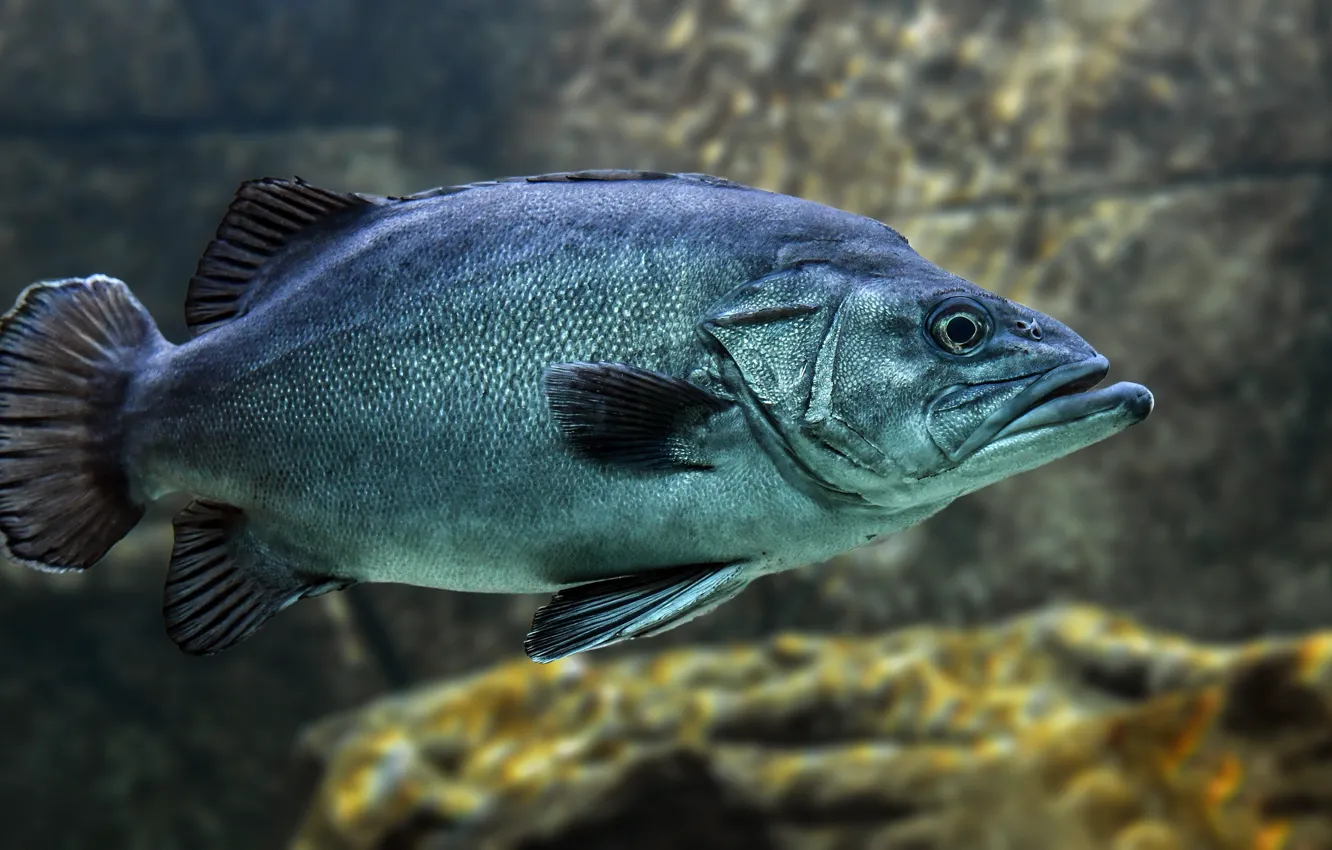 Photo wallpaper fish, depth, floats, sea