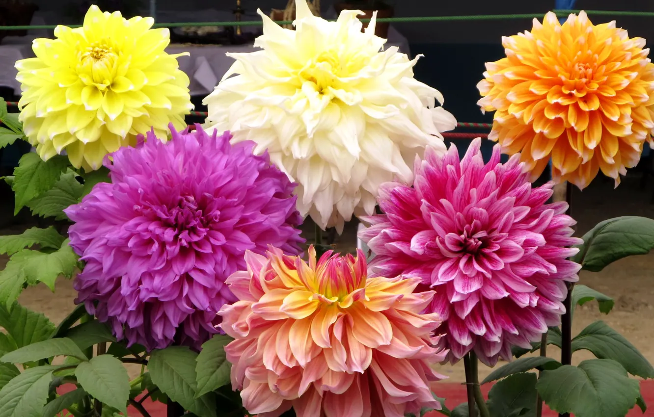 Photo wallpaper petals, garden, buds, dahlias