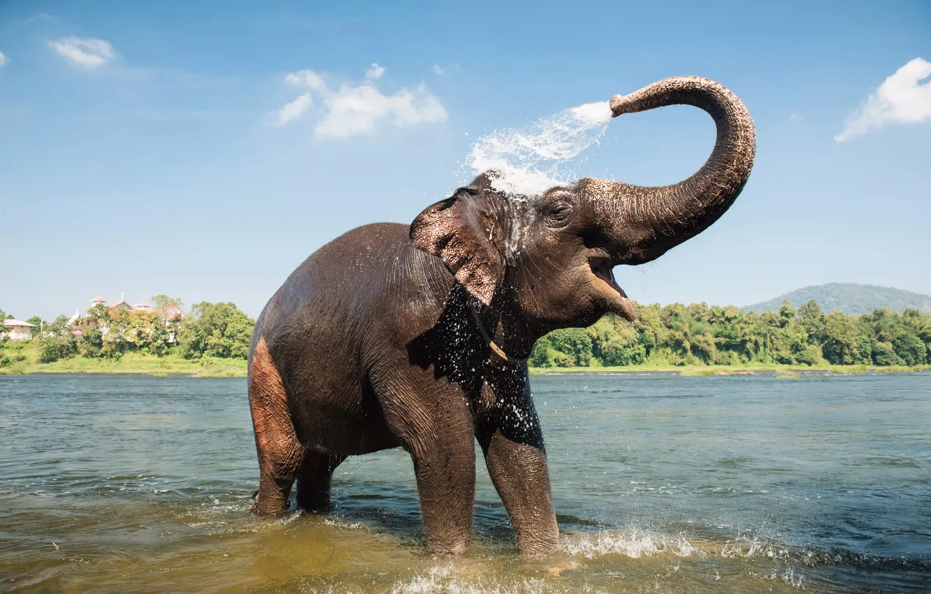 Photo wallpaper water, elephant, heat, bathing, shower, pond, trunk