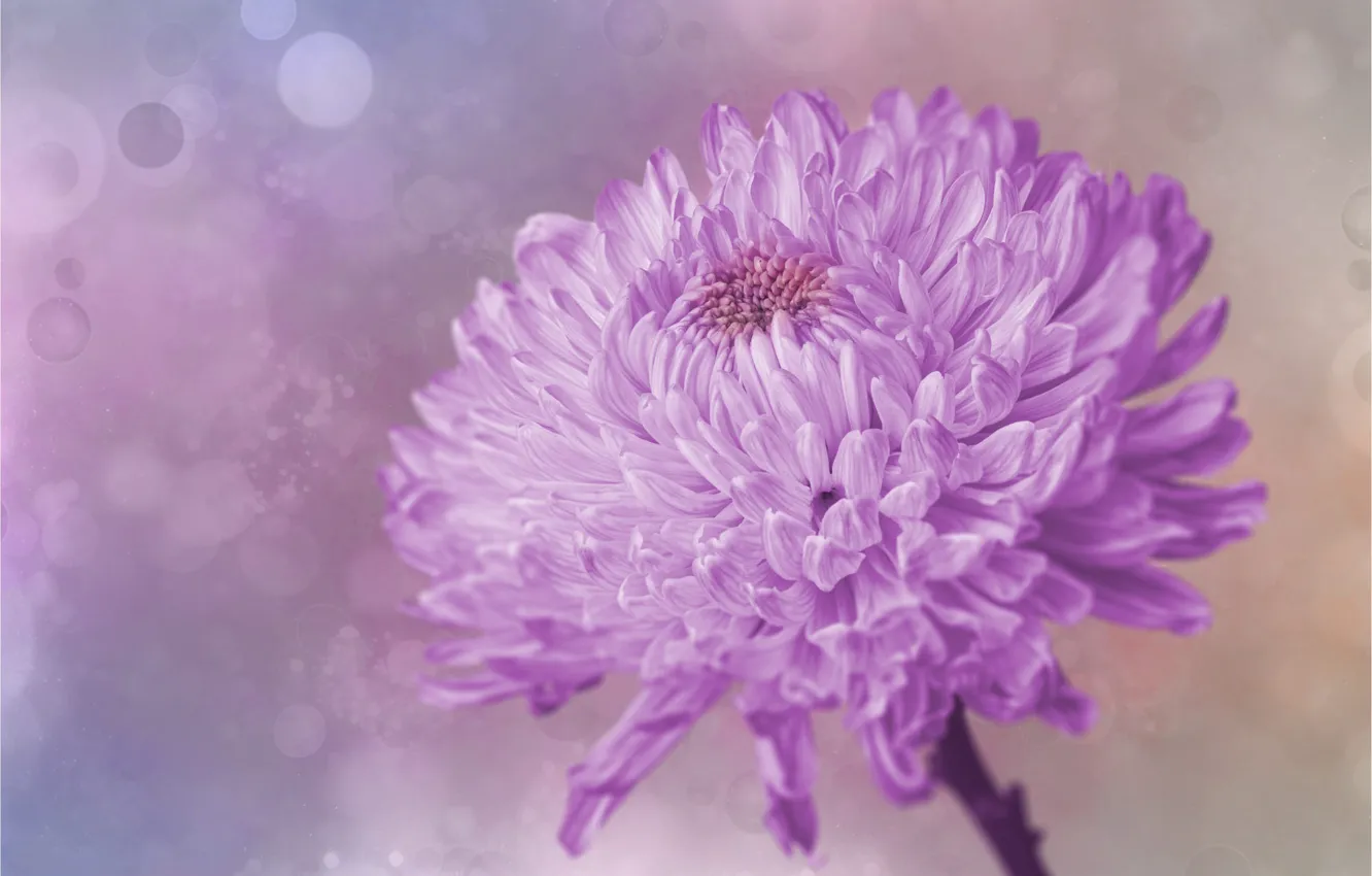 Photo wallpaper macro, flowers, lilac, asters