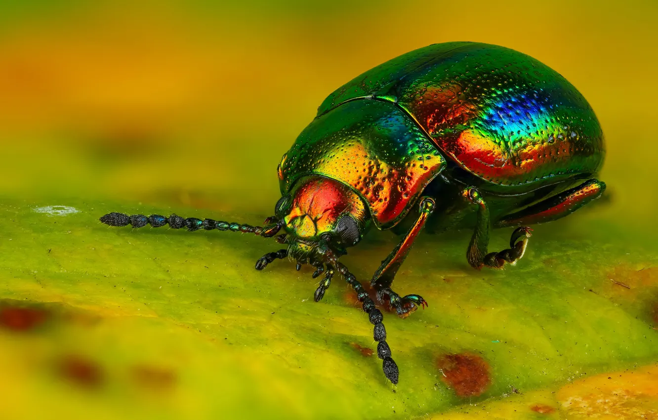 Photo wallpaper macro, yellow, bright, green, background, leaf, beetle, handsome