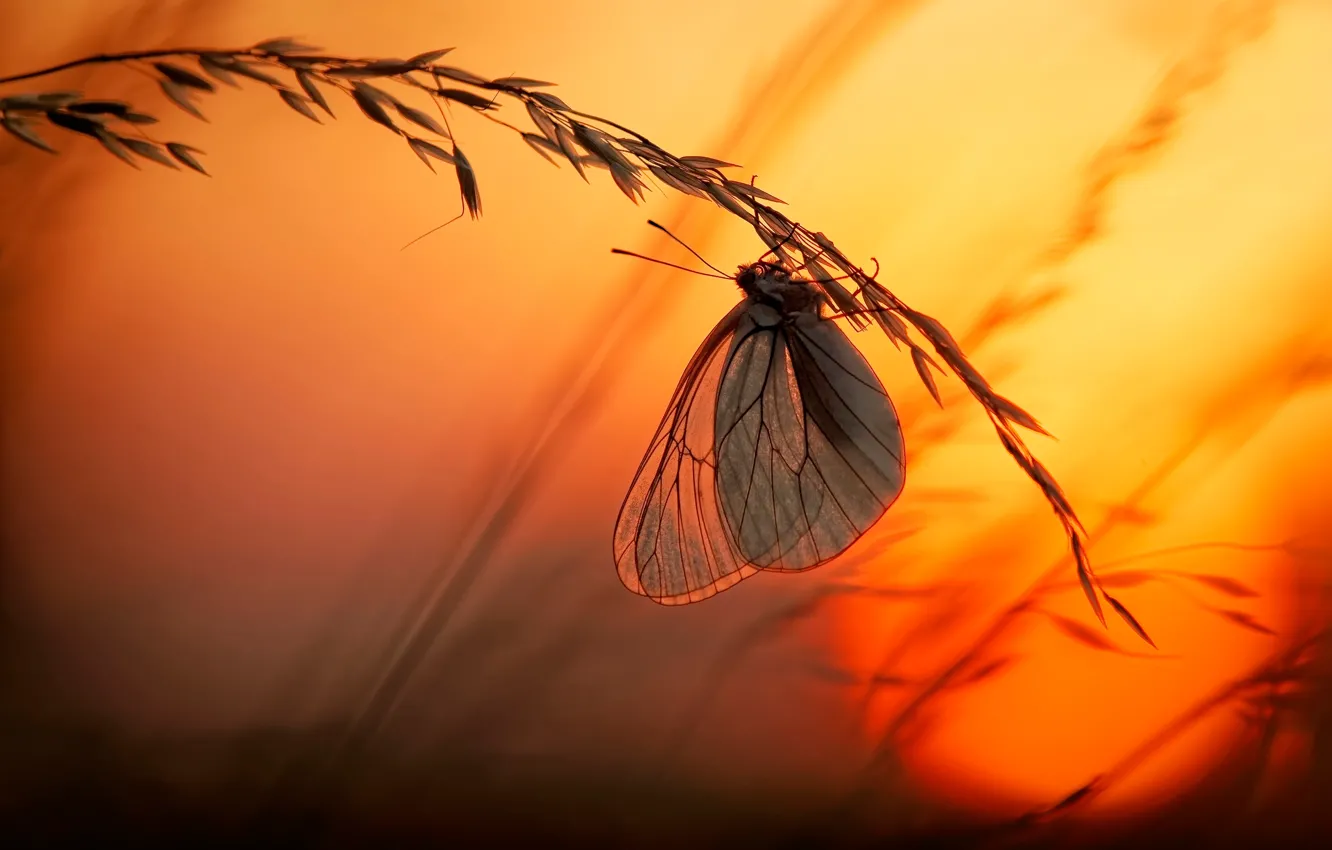 Photo wallpaper sunset, butterfly, spike