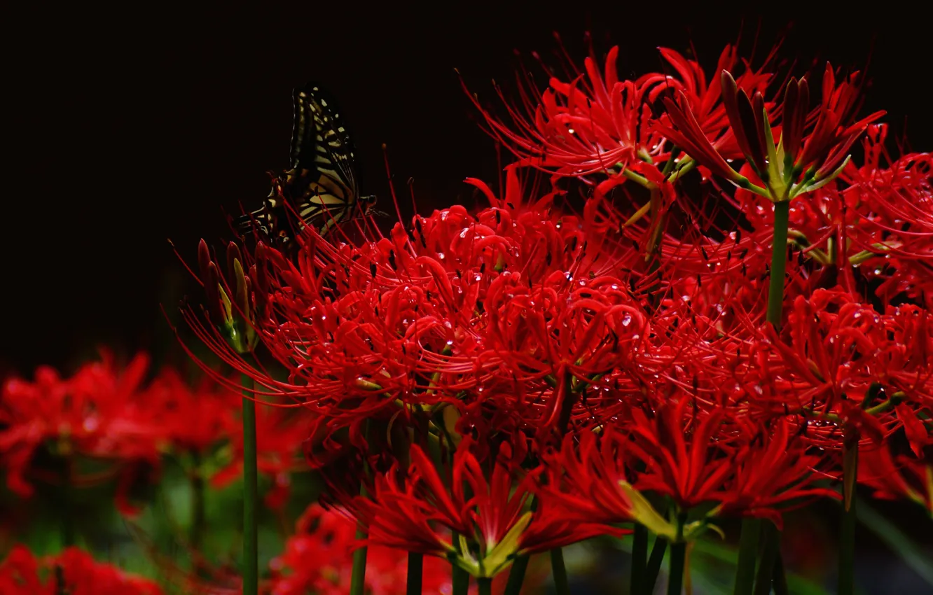 Photo wallpaper drops, macro, flowers, red, Rosa, the dark background, butterfly, garden