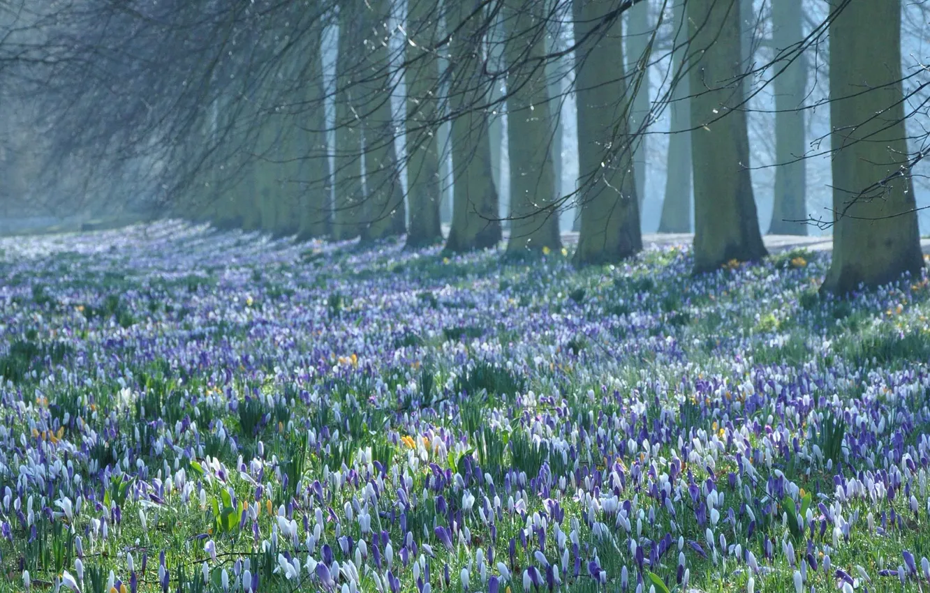 Photo wallpaper field, trees, flowers, branches, nature, spring, crocuses, flowering