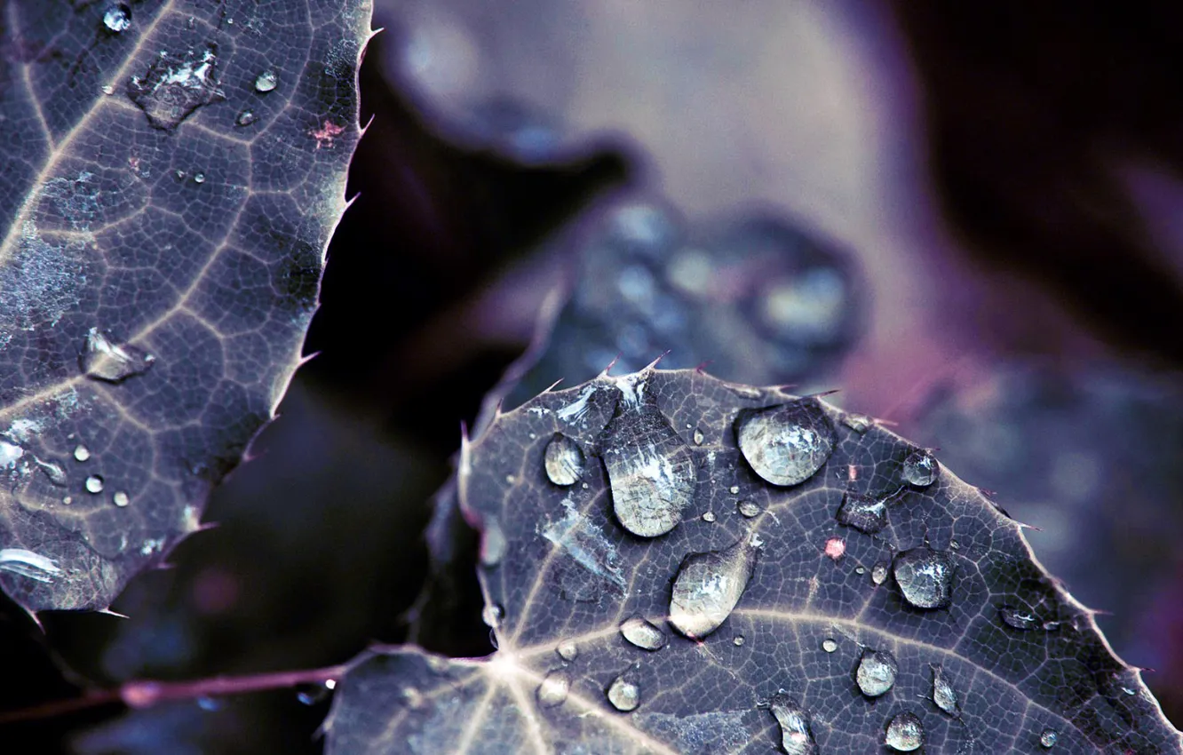 Photo wallpaper leaves, water, drops, nature, Rosa, color