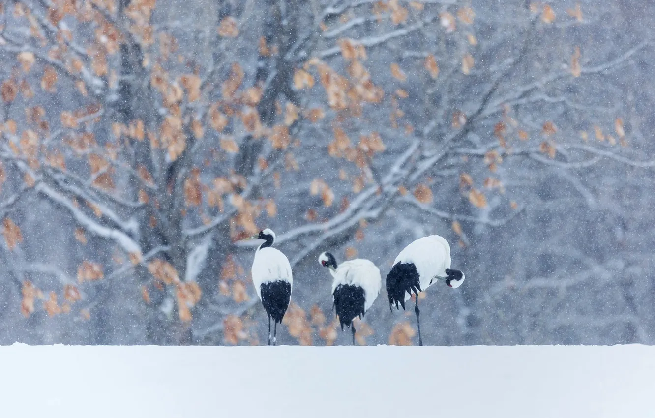 Photo wallpaper winter, snow, bird, Japanese crane