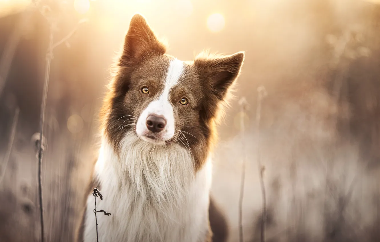 Photo wallpaper look, face, dog, blur, the border collie