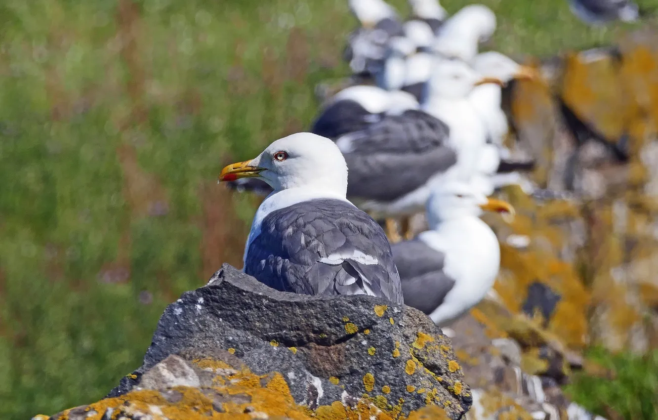 Wallpaper birds, nature, stone, seagulls, a lot for mobile and desktop ...