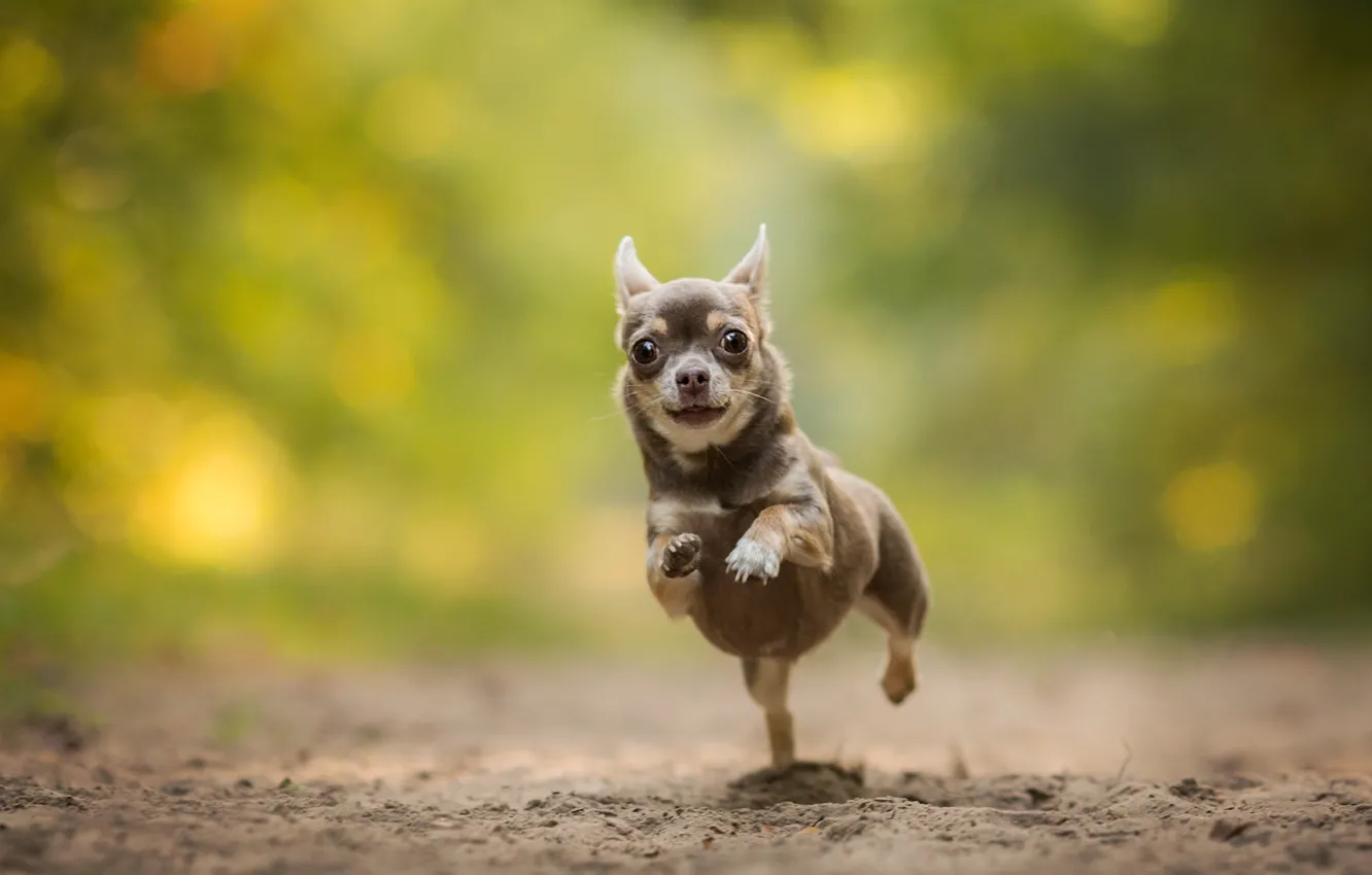Photo wallpaper dog, running, Chihuahua, bokeh, doggie