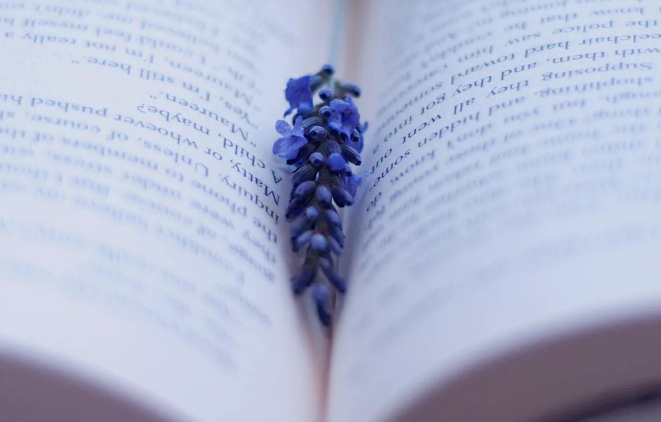Photo wallpaper flowers, still life, lavender