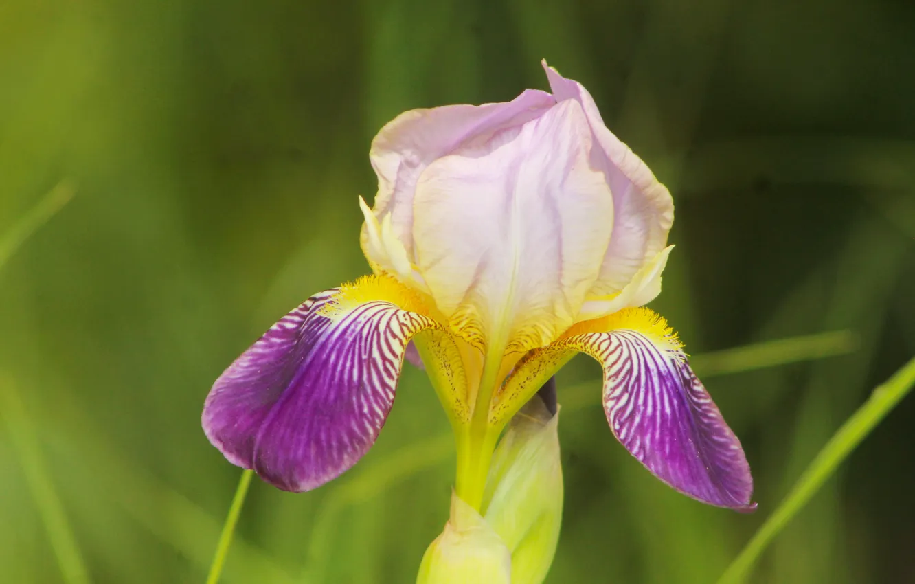 Photo wallpaper flower, lily, iris